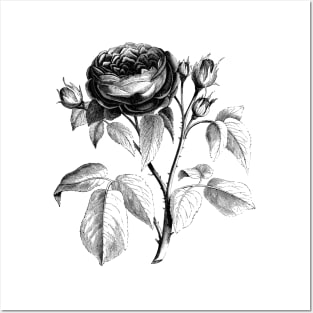 Black Rose Flower Vintage Botanical Illustration Posters and Art